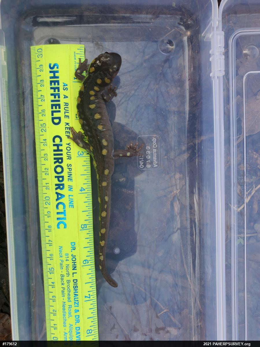 Spotted Salamander