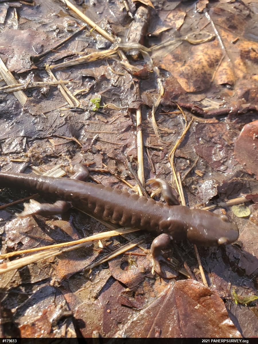 Jefferson Salamander