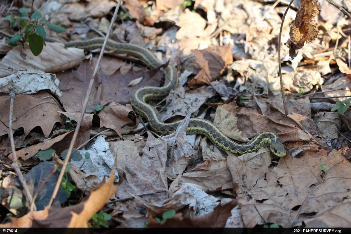 Eastern Gartersnake