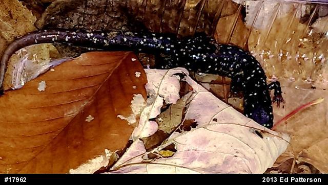 Northern Slimy Salamander