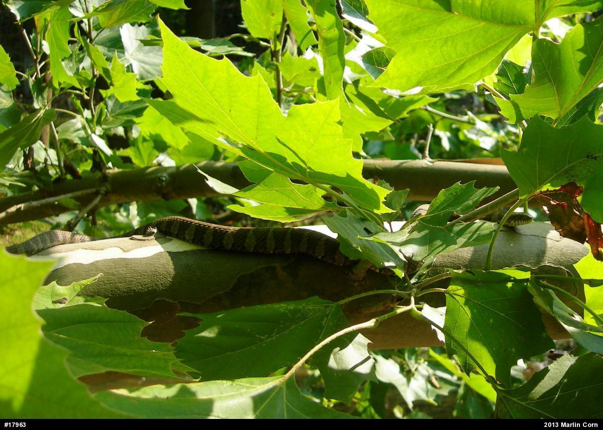 Northern Watersnake