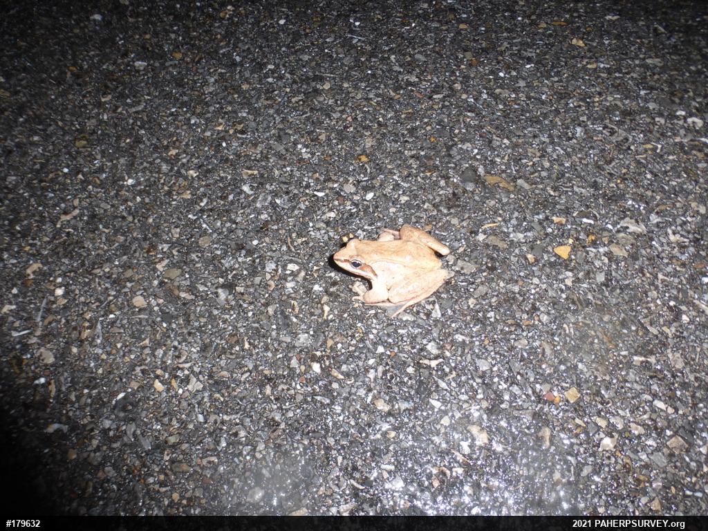 Wood Frog