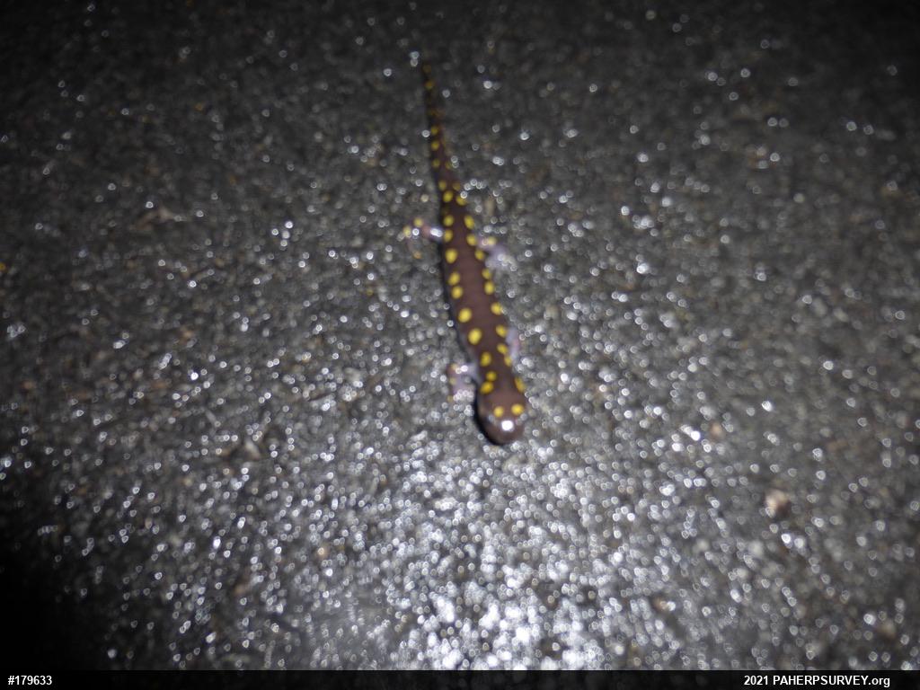 Spotted Salamander