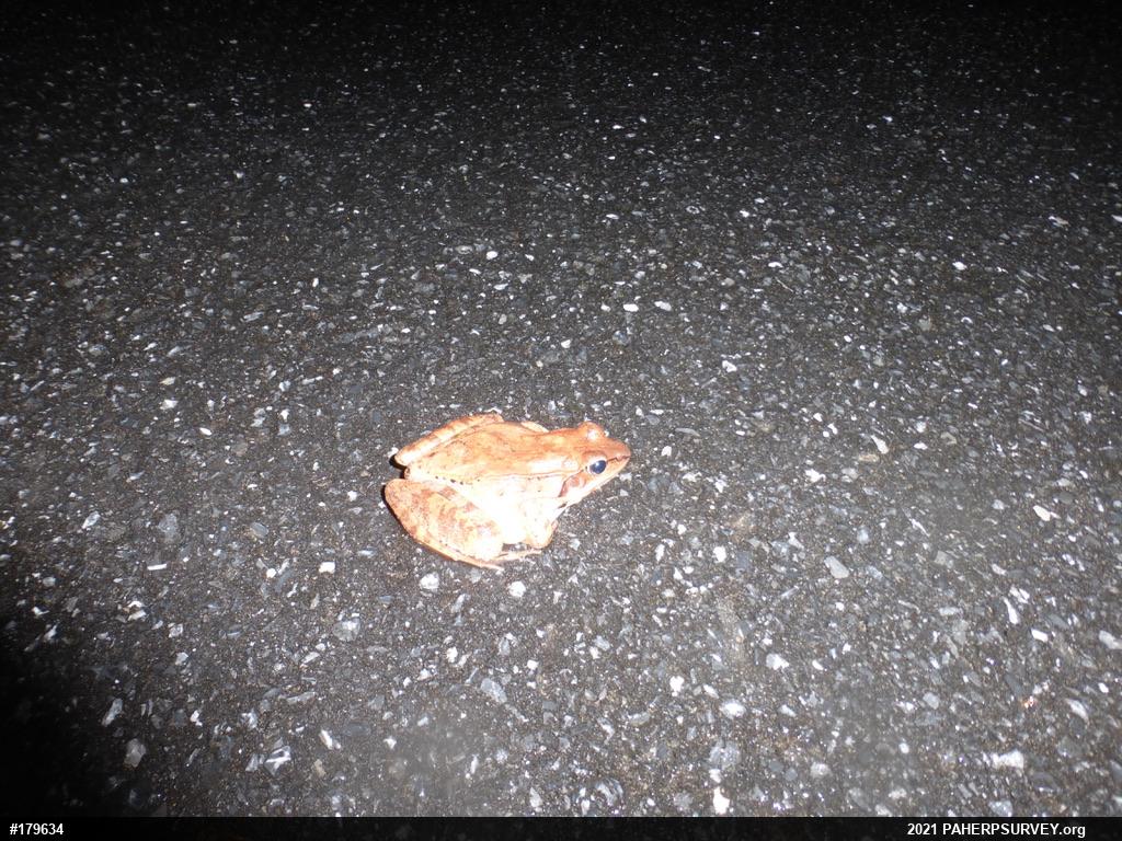 Wood Frog