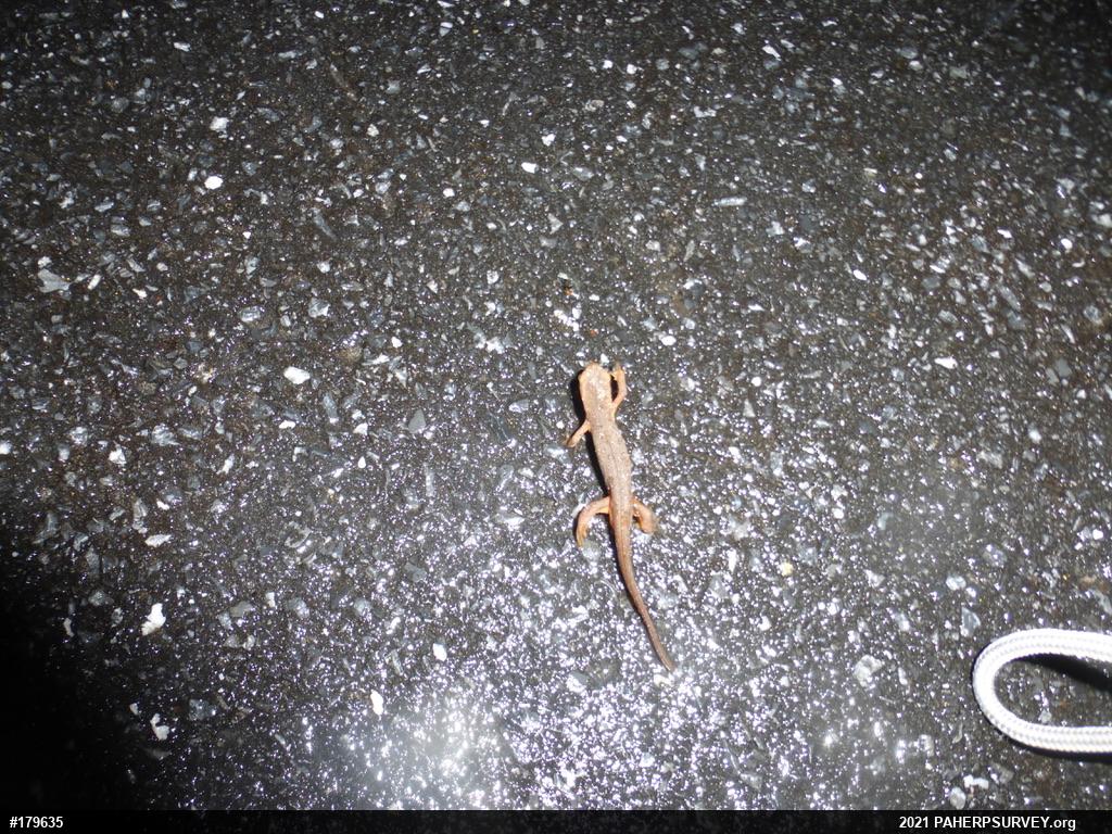 Red-spotted Newt