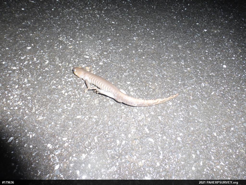 Jefferson Salamander