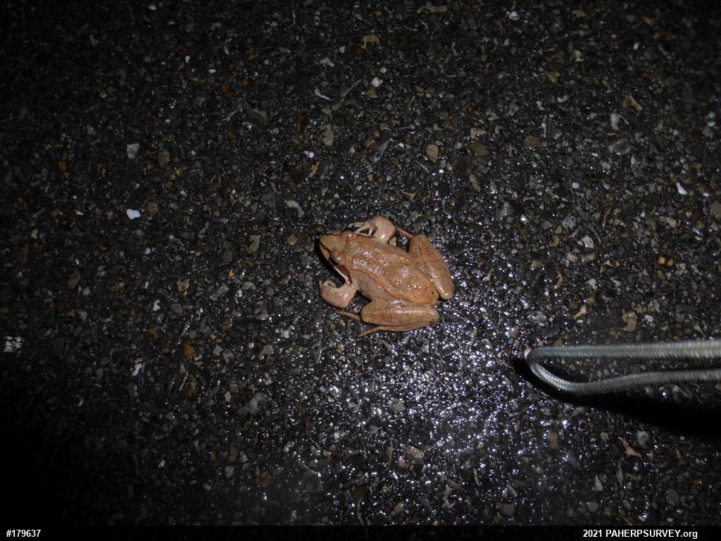 Wood Frog