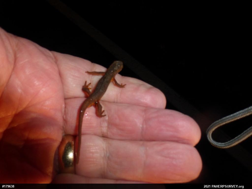 Red-spotted Newt
