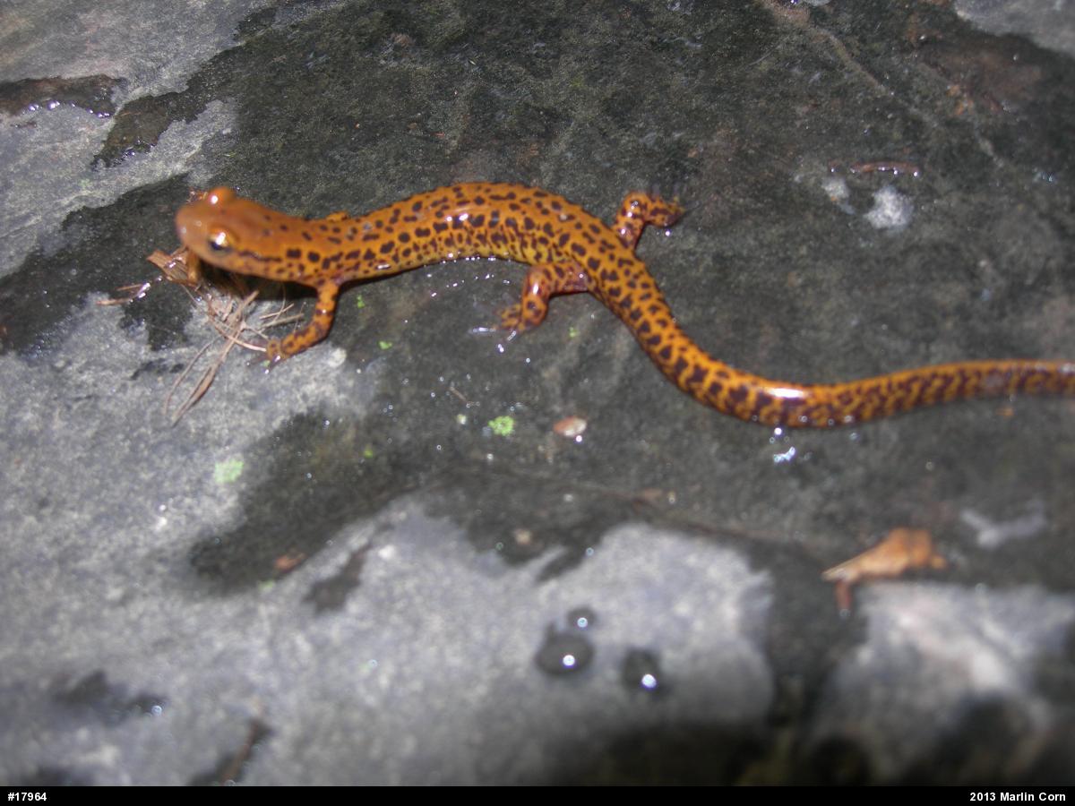 Eastern Long-tailed Salamander