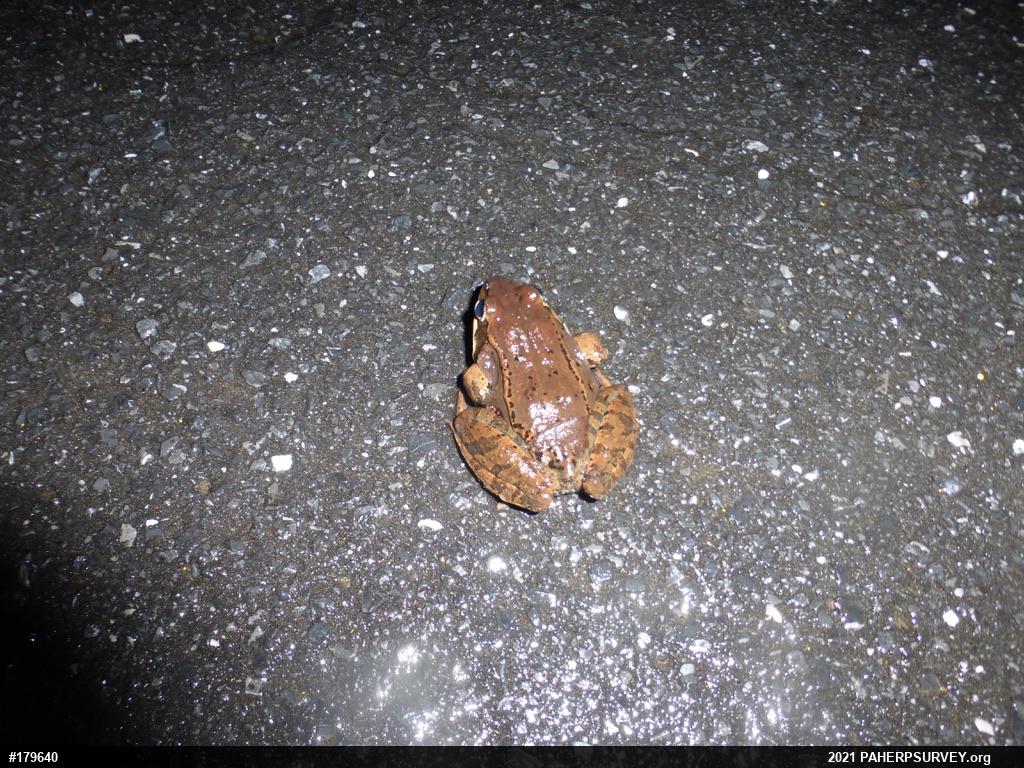 Wood Frog