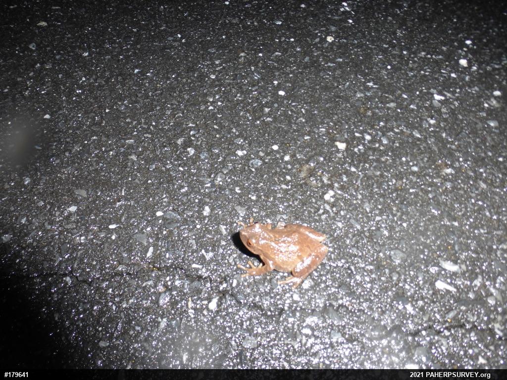 Spring Peeper