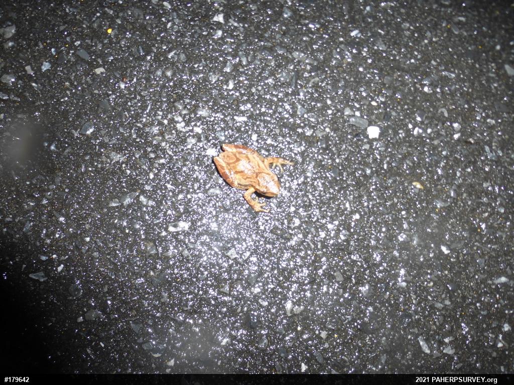 Spring Peeper