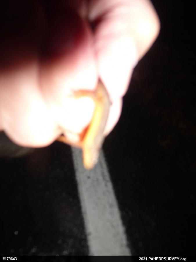 Red-spotted Newt