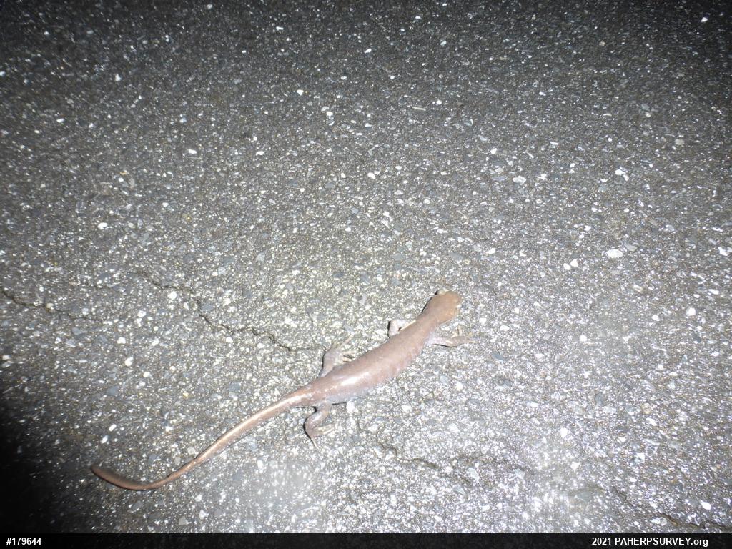Jefferson Salamander