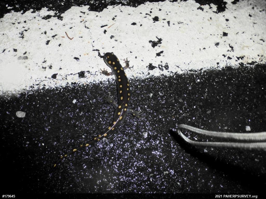 Spotted Salamander