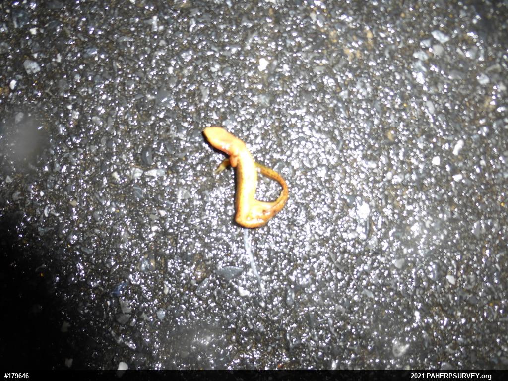 Red-spotted Newt