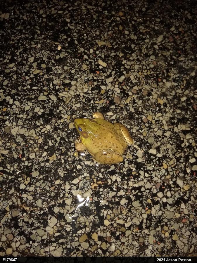 Green Frog