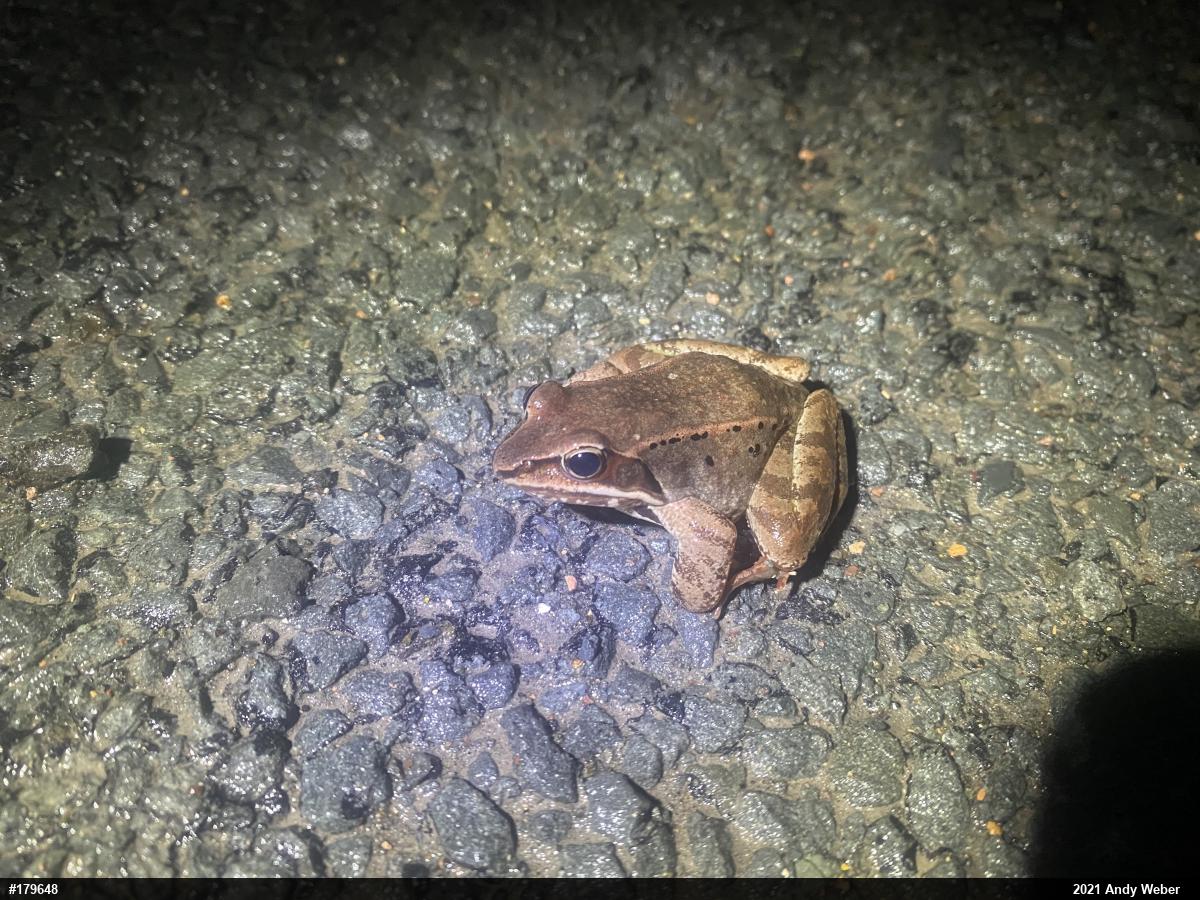 Wood Frog