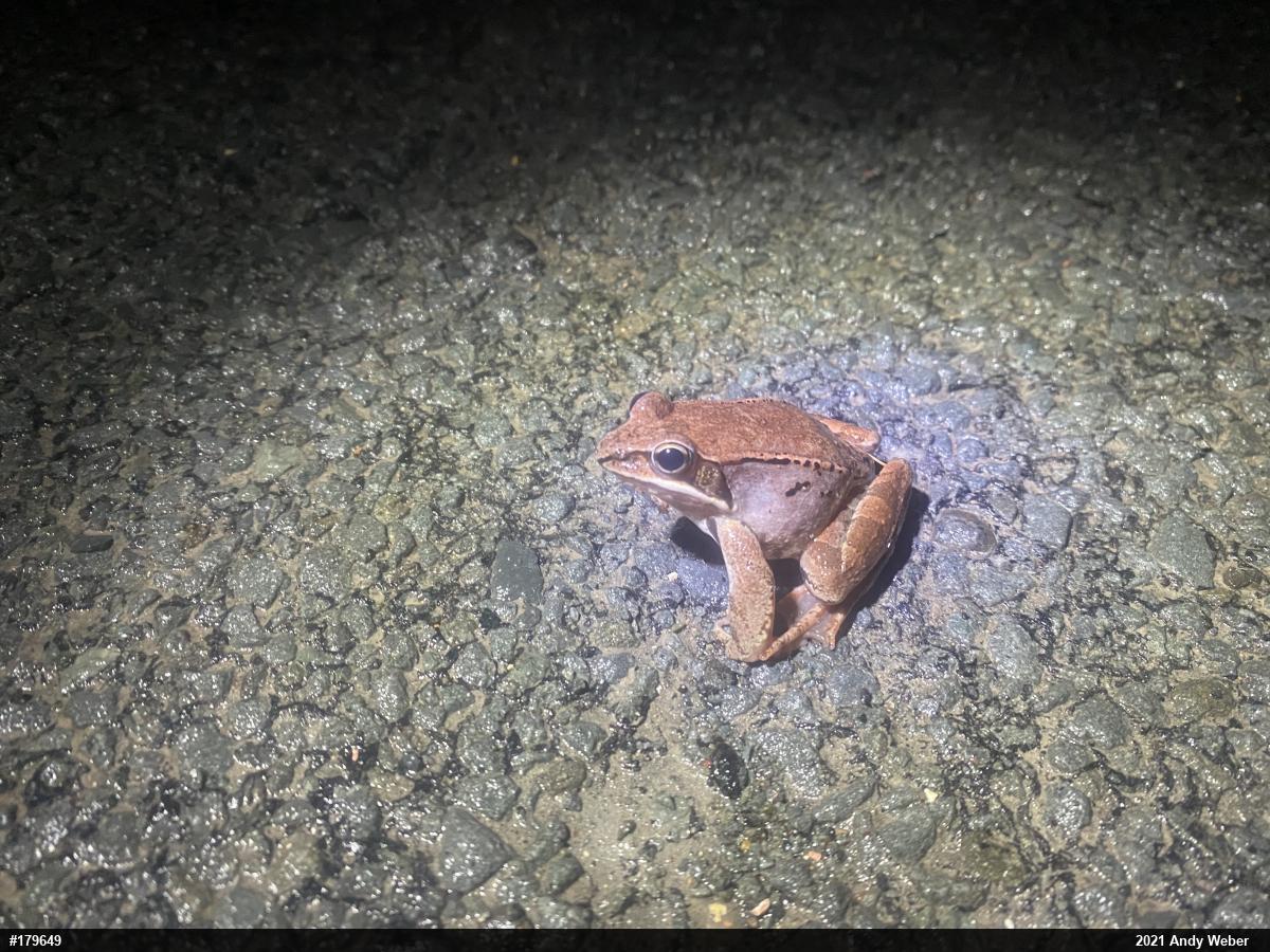Wood Frog