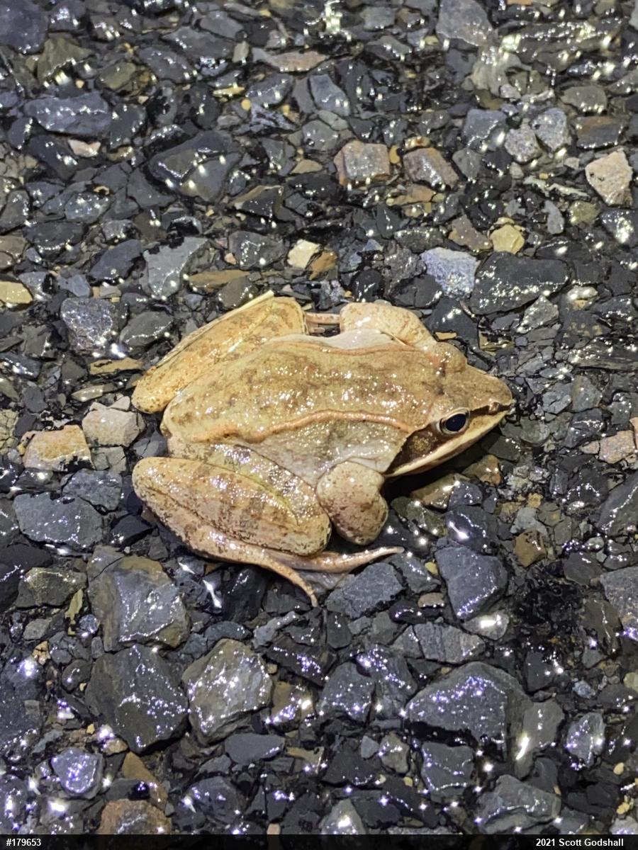 Wood Frog