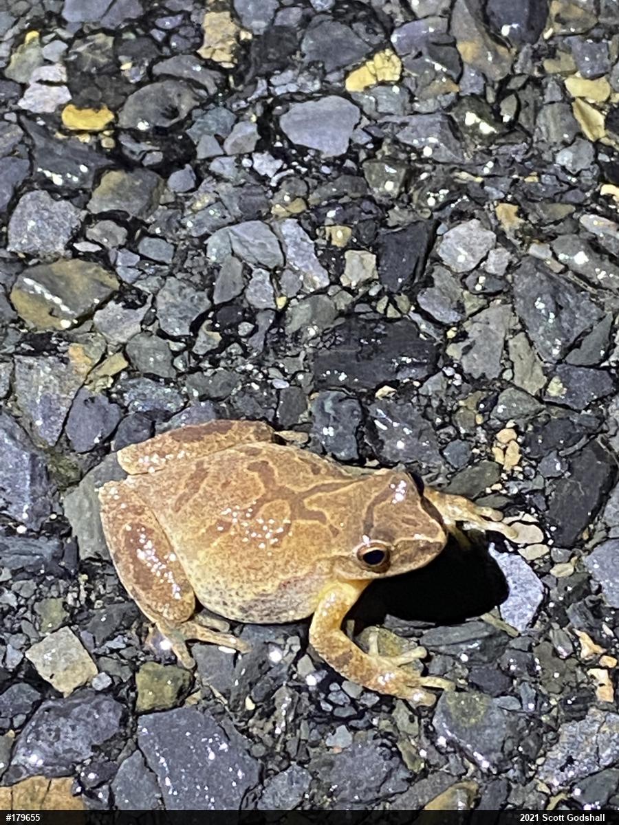 Spring Peeper