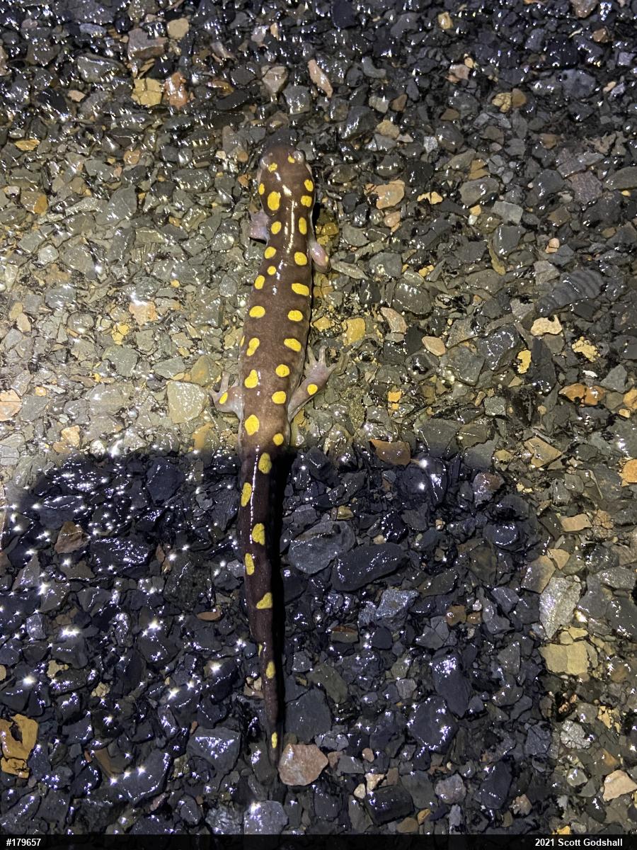 Spotted Salamander