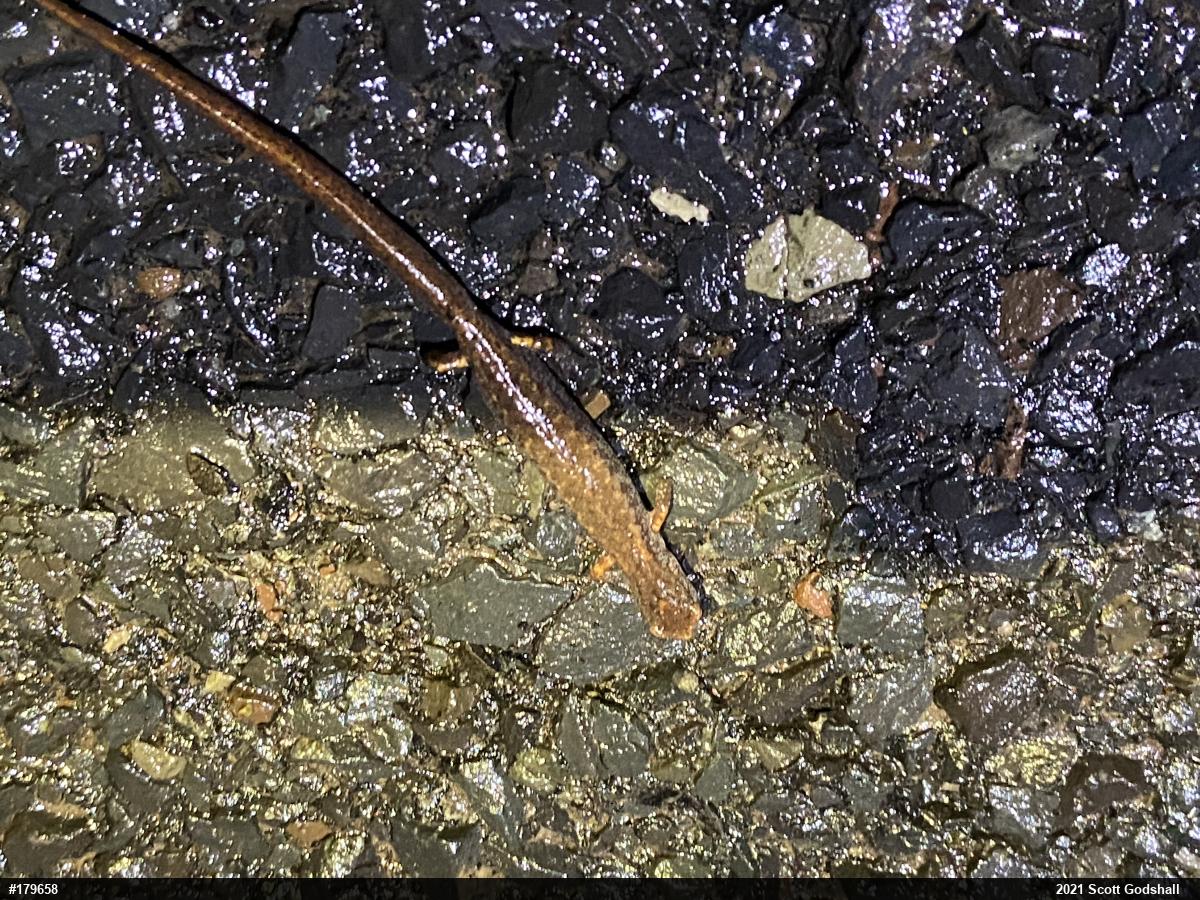 Four-toed Salamander