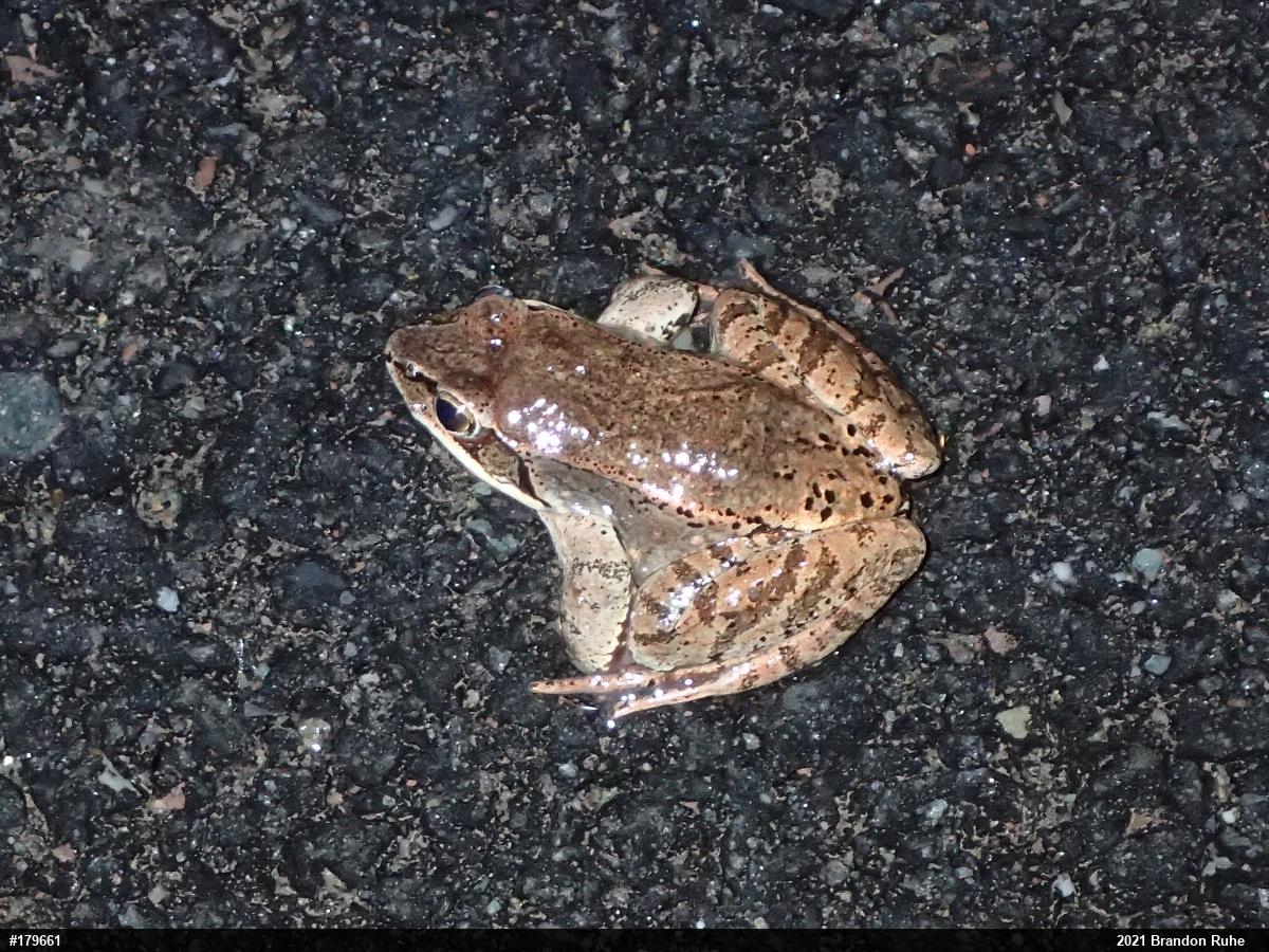 Wood Frog