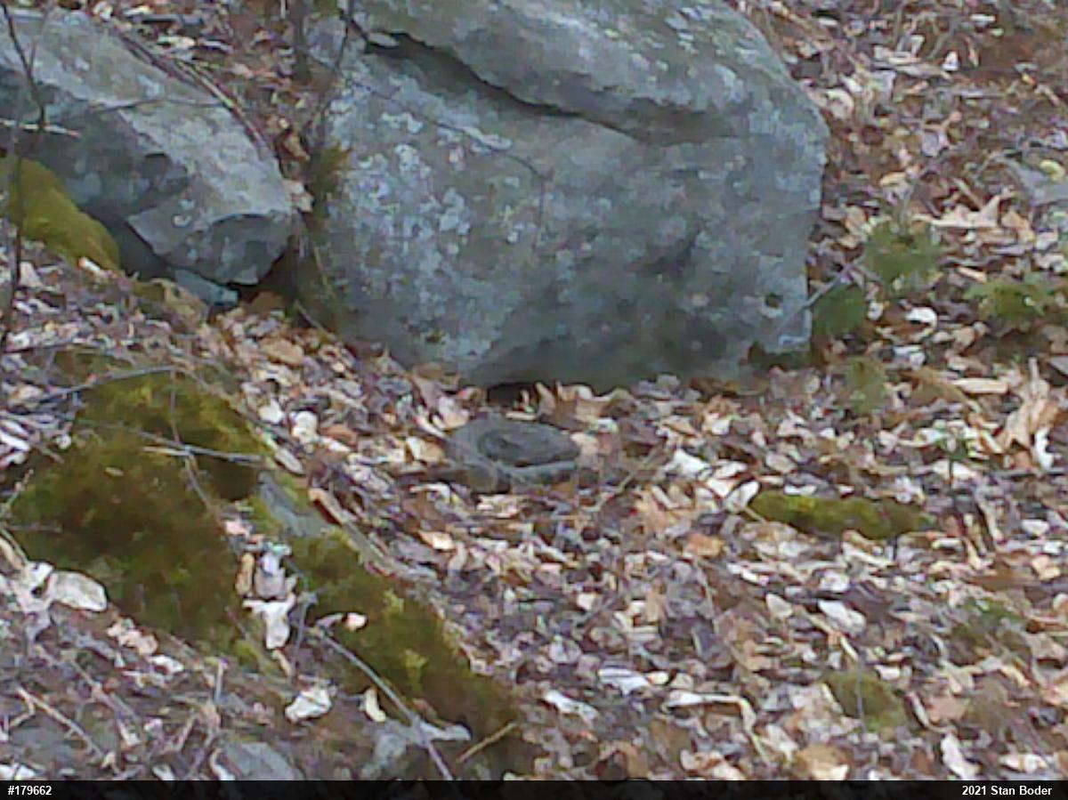 Timber Rattlesnake