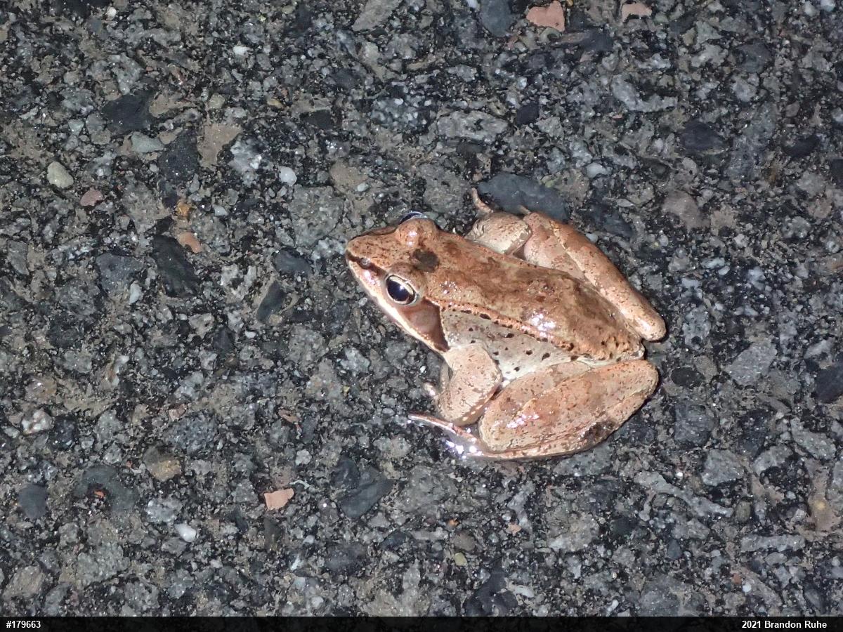 Wood Frog