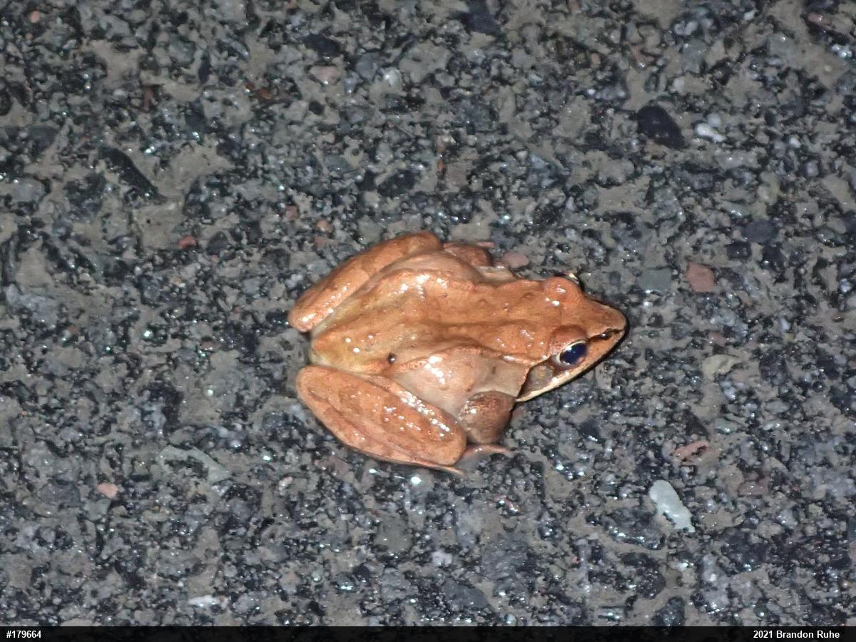 Wood Frog