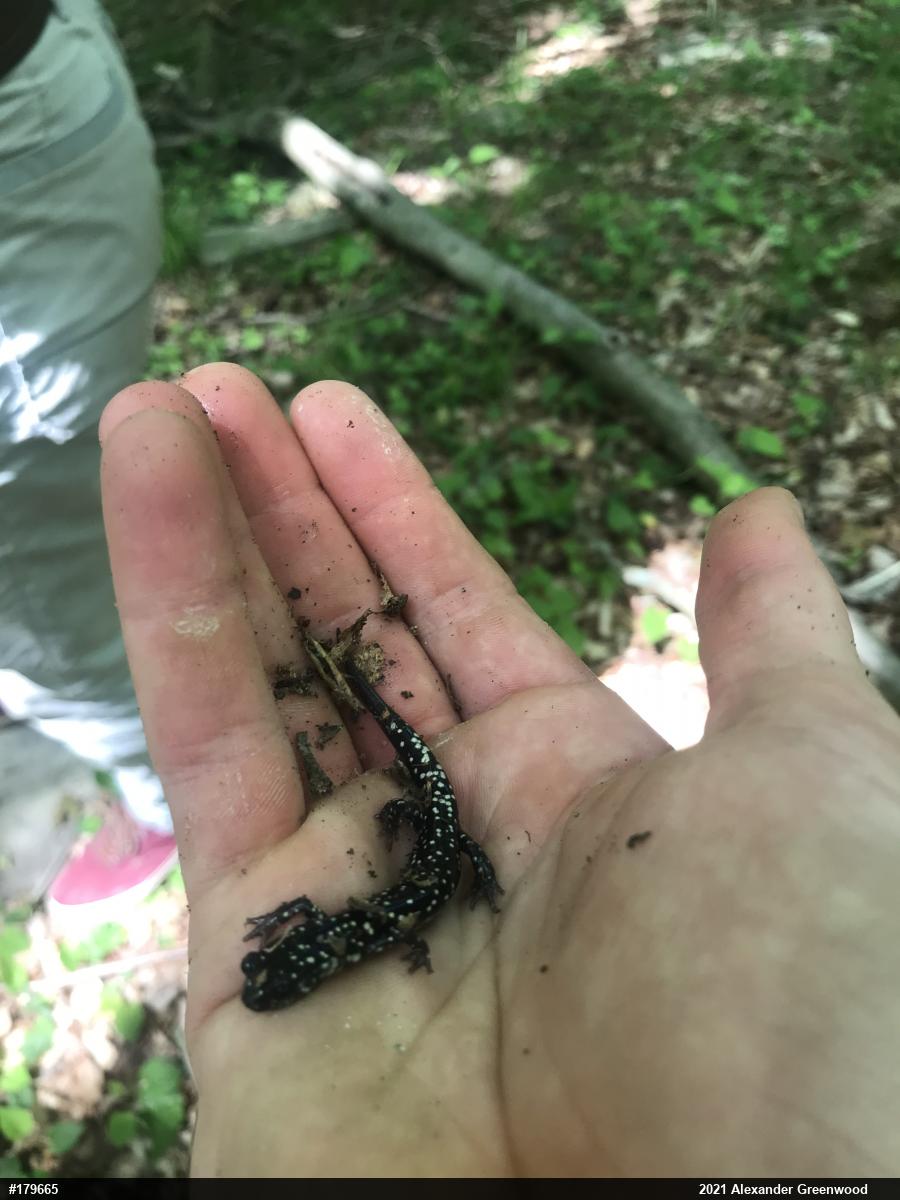 Northern Slimy Salamander