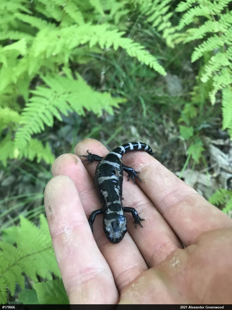 Marbled Salamander
