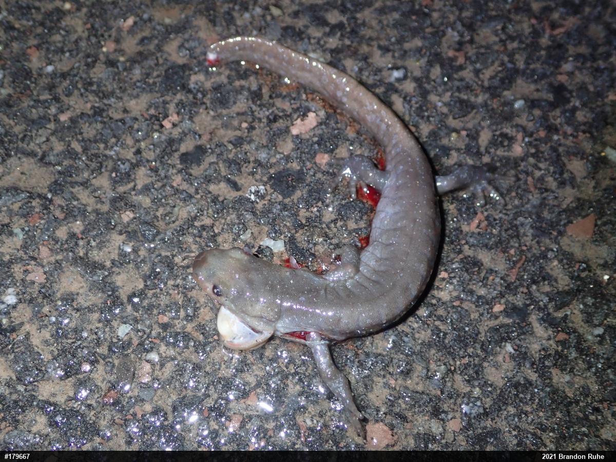Jefferson Salamander