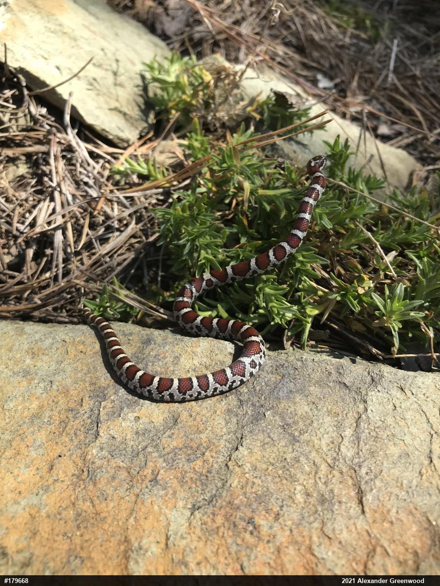 Eastern Milksnake