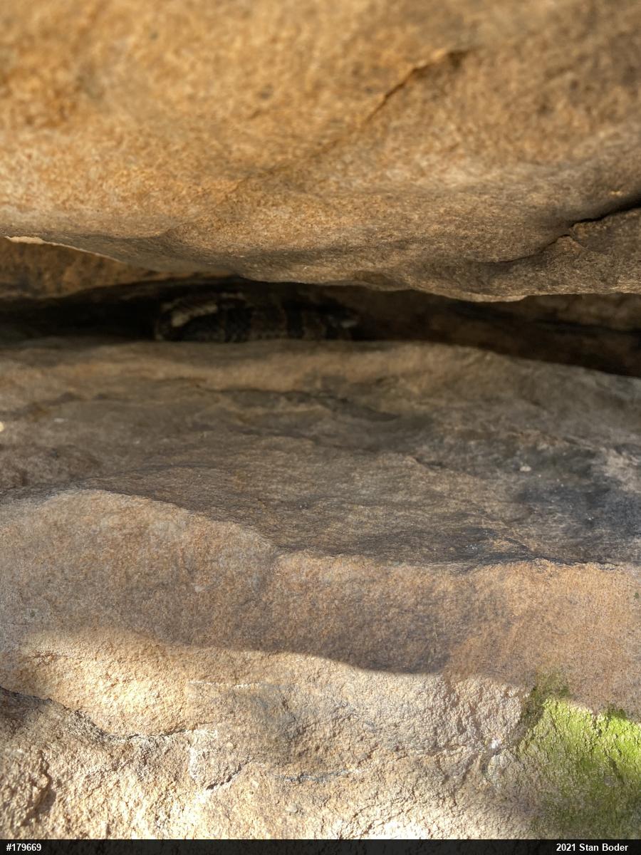 Timber Rattlesnake