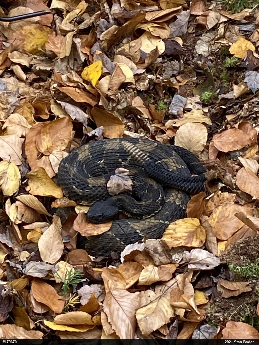 Timber Rattlesnake