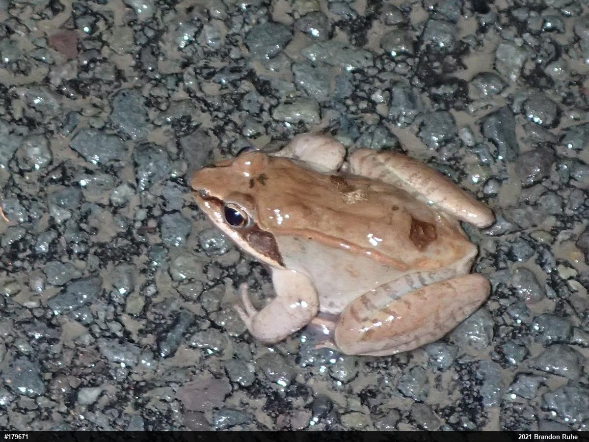 Wood Frog