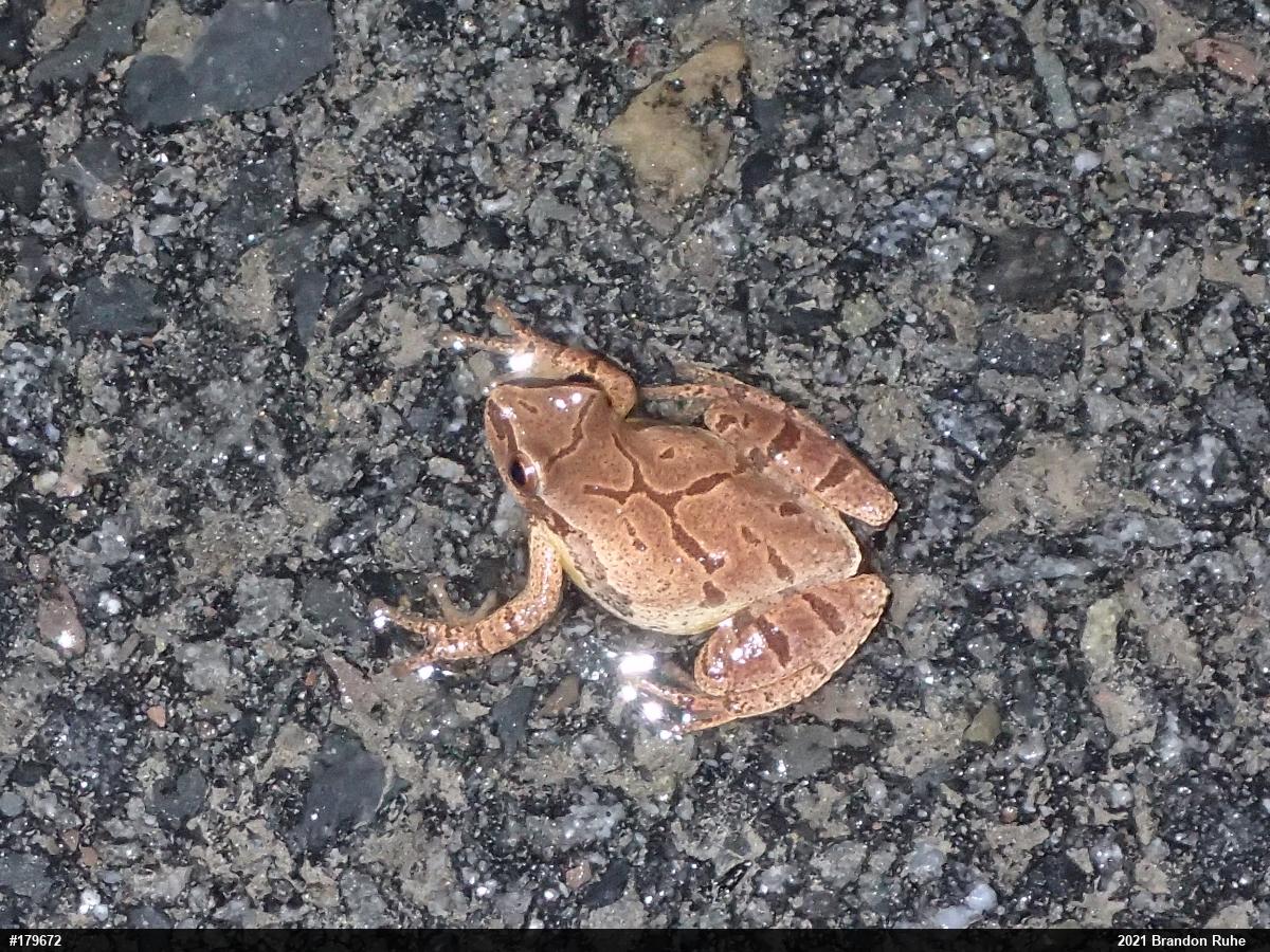 Spring Peeper