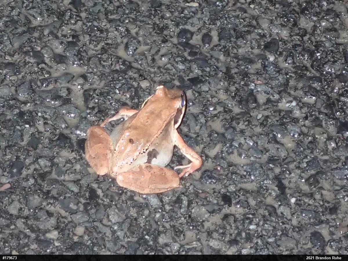 Wood Frog