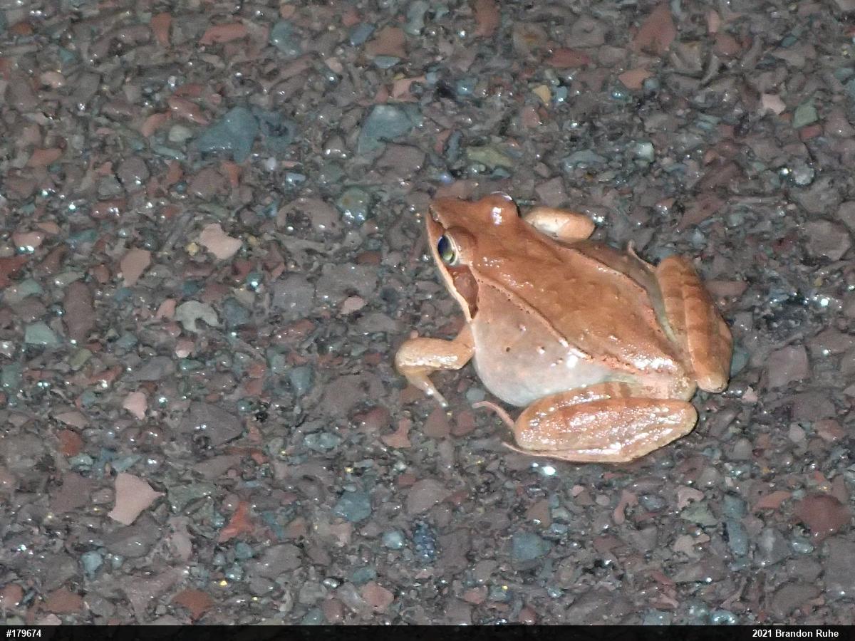Wood Frog