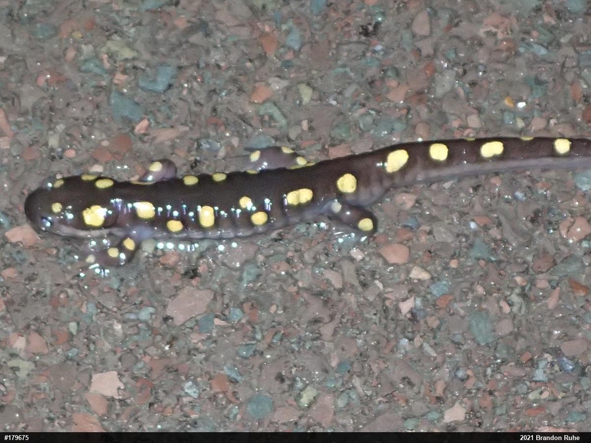 Spotted Salamander