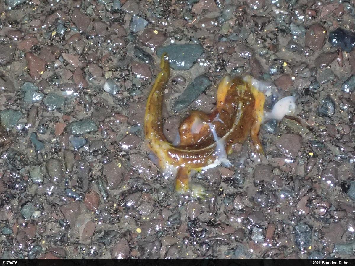 Red-spotted Newt