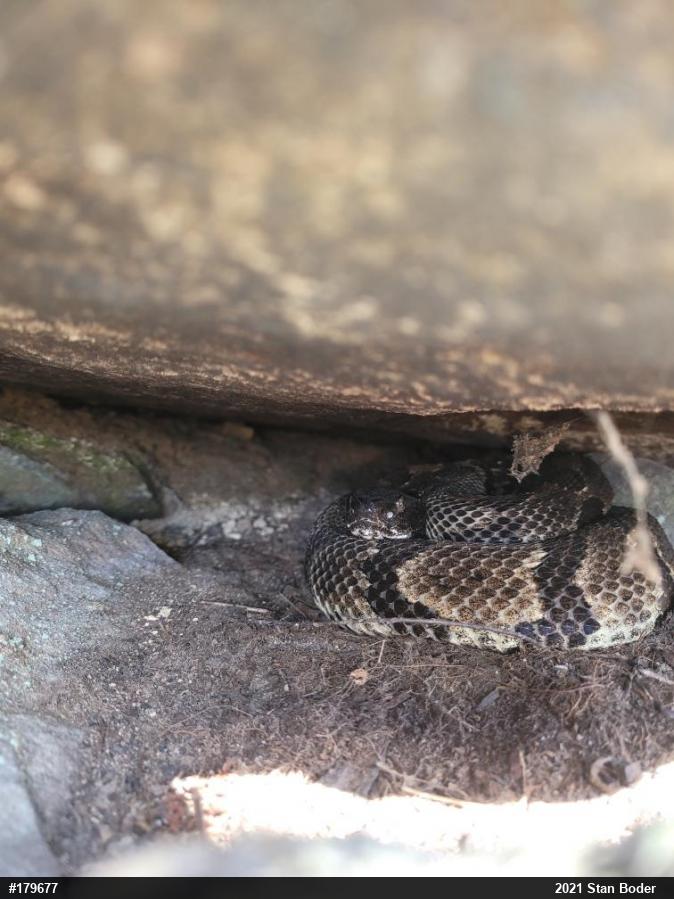 Timber Rattlesnake