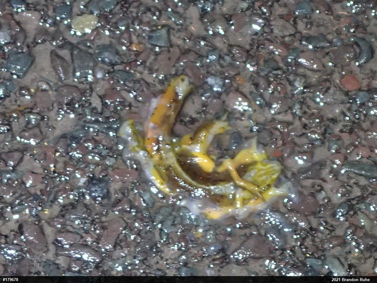 Red-spotted Newt