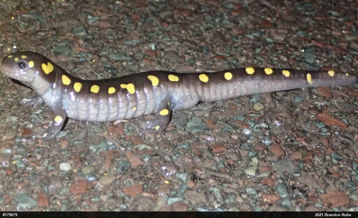 Spotted Salamander