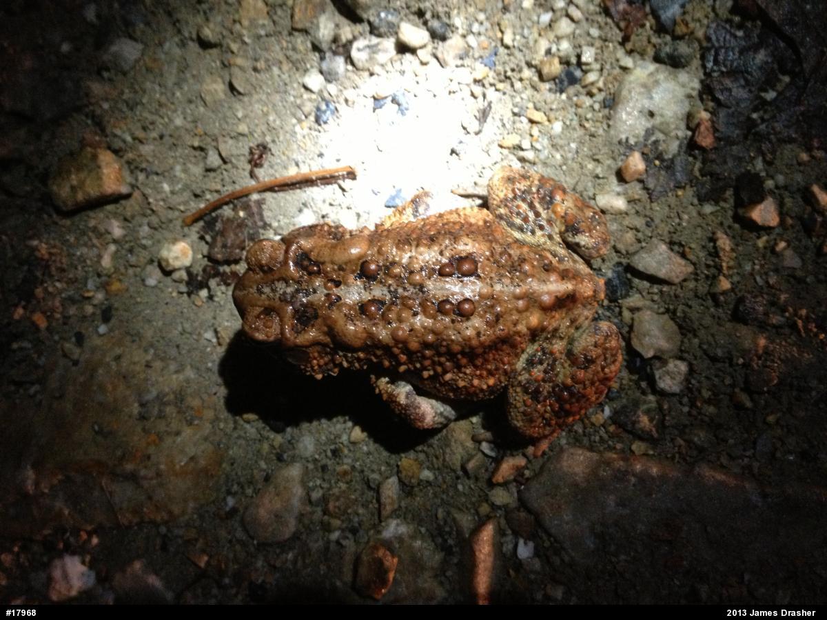Eastern American Toad