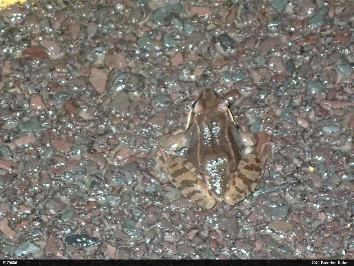 Wood Frog