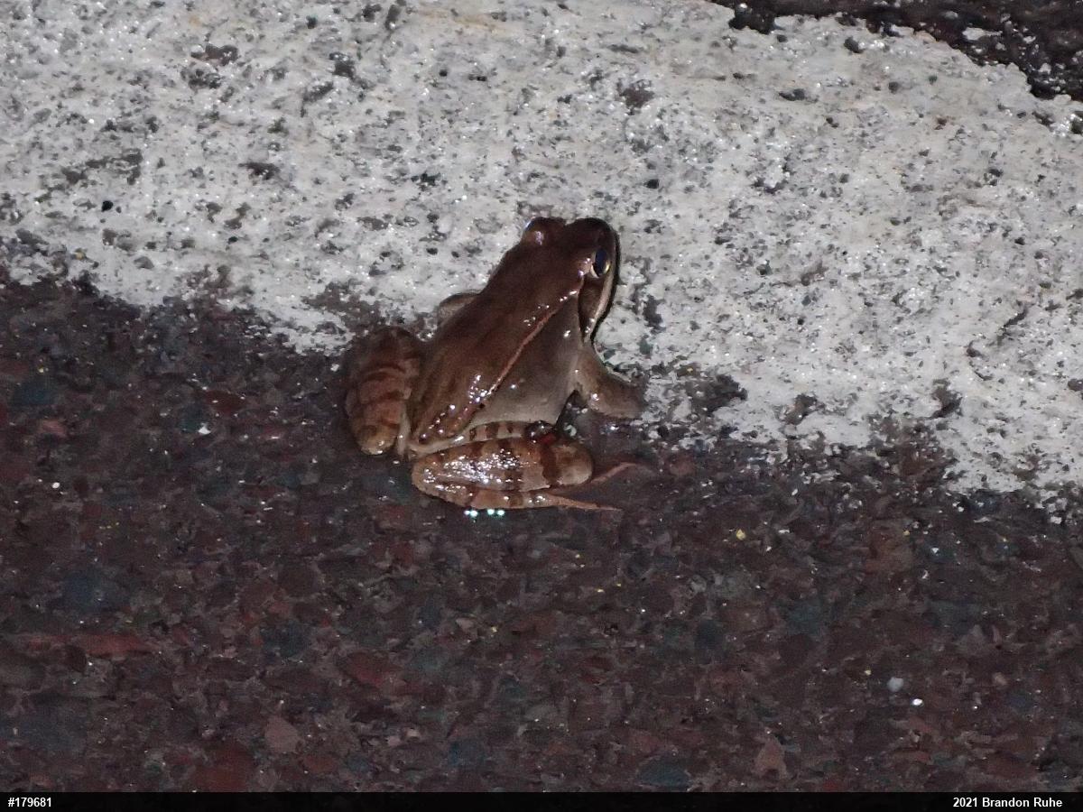 Wood Frog