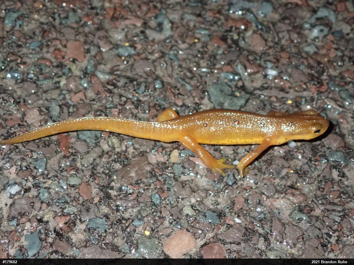 Red-spotted Newt